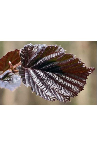 Ліщина велика Пурпуреа бордове листя