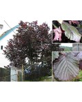 Ліщина велика Пурпуреа | Лещина большая Пурпуреа | Corylus maxima Purpurea