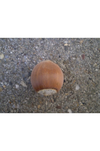 Ліщина велика Пурпуреа плоди-горіхи