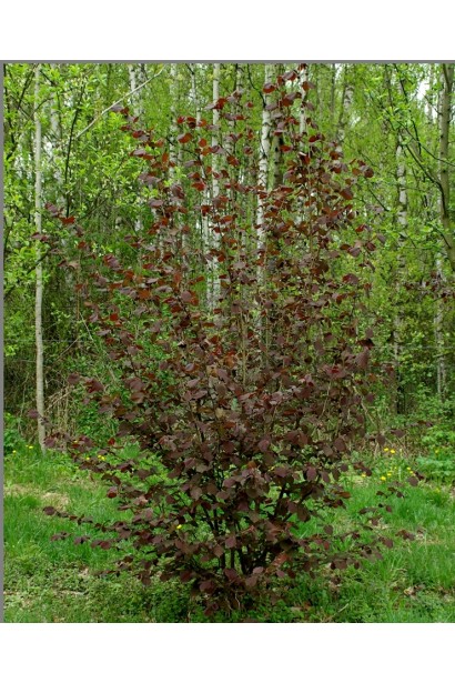 Ліщина велика Пурпуреа багаторічний кущ з великою кількістю стовбурів