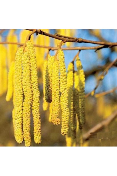 Ліщина велика Пурпуреа суцвіття-жовті сережки