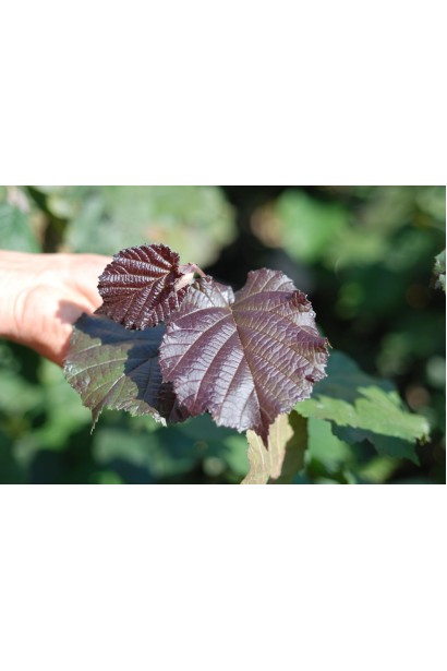 Фундук Пурпуреа