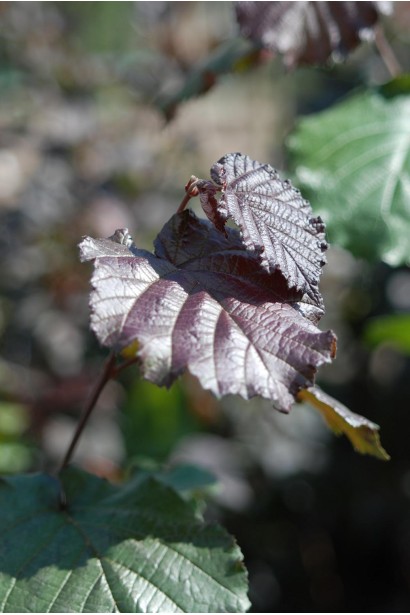 Ліщина велика Пурпуреа