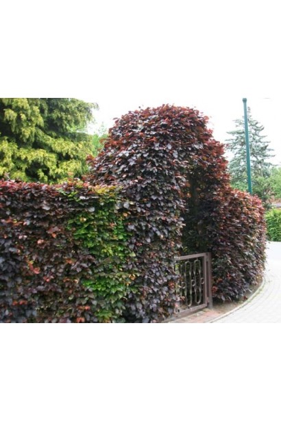 Арка з бука червоного Atropunicea Purpurea