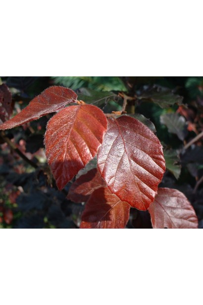 Бук лісовий Атропуніцеа Пурпуреа червоне листя навесні