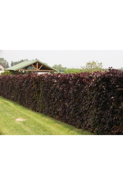 Бук європейський Атропуніцеа Пурпуреа  живопліт