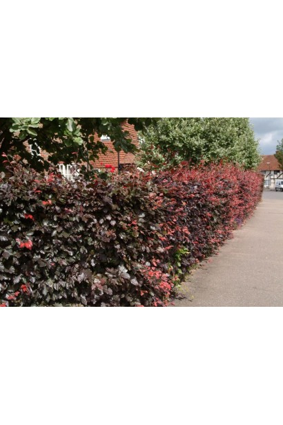 Декоративна огорожа з буку червоного