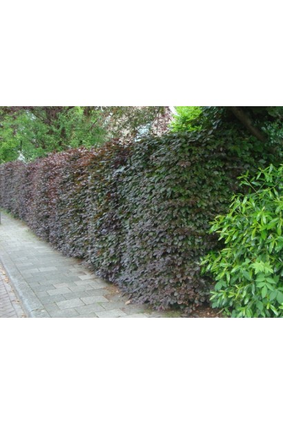 Бук лісовий Atropunicea Purpurea