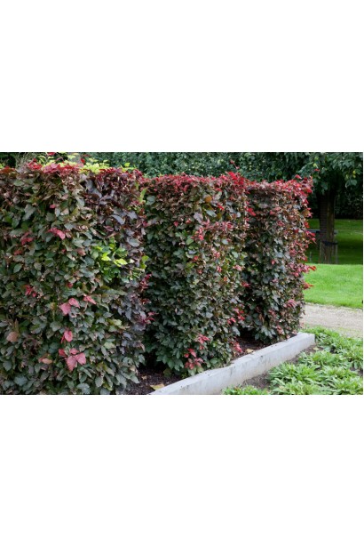 Бук лісовий Атропуніцеа Пурпуреа в ландшафті