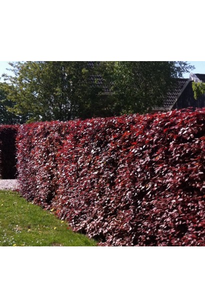 Бук лісовий Атропуніцеа Пурпуреа стрижений живопліт