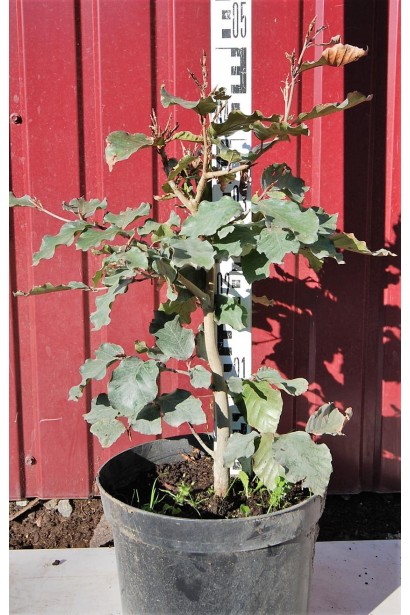 Бук європейський Atropunicea Purpurea контейнер 5л