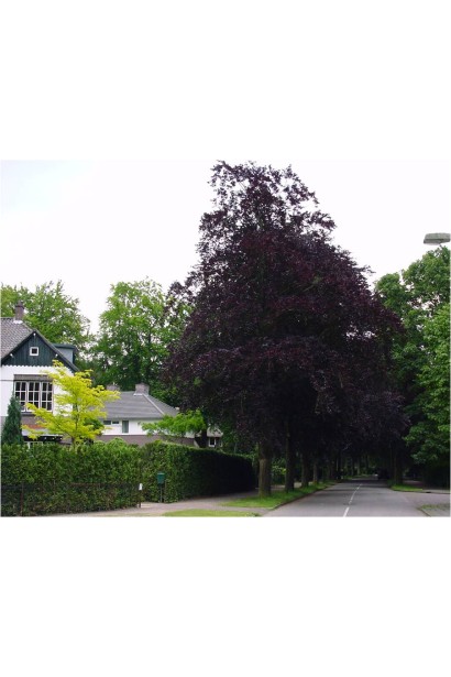 Бук Атропуніцеа Пурпуреа в якості солітера