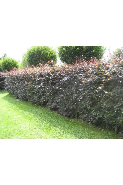 Бук лісовий Атропуніцеа Пурпуреа 