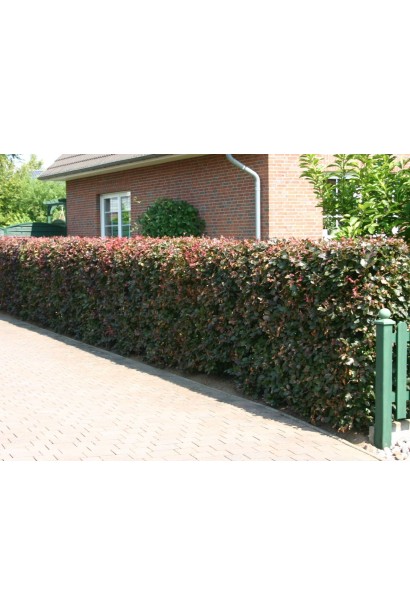 Бук Атропуніцеа Пурпуреа ландшафтний дизайн