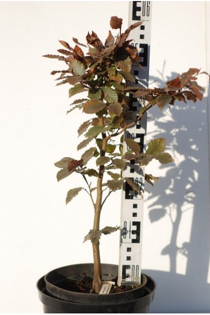 Бук Атропуніцеа Пурпуреа саджанець в горщику