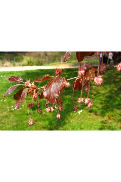 Бук Атропуніцеа Пурпуреа цвітіння червоними квітами