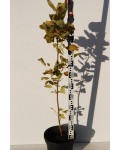 Тюльпановое дерево | Лириодендрон | Тюльпанове дерево | Ліріодендрон | Liriodendron tulipifera