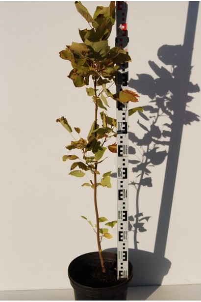 Тюльпановое дерево | Лириодендрон