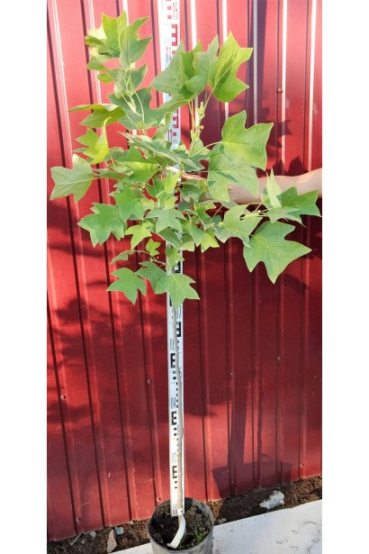 Тюльпанове дерево в контейнері