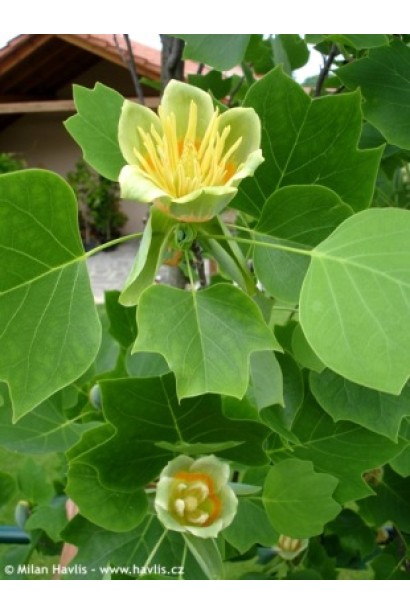 Тюльпанове дерево в період цвітіння з яскравими квітами.