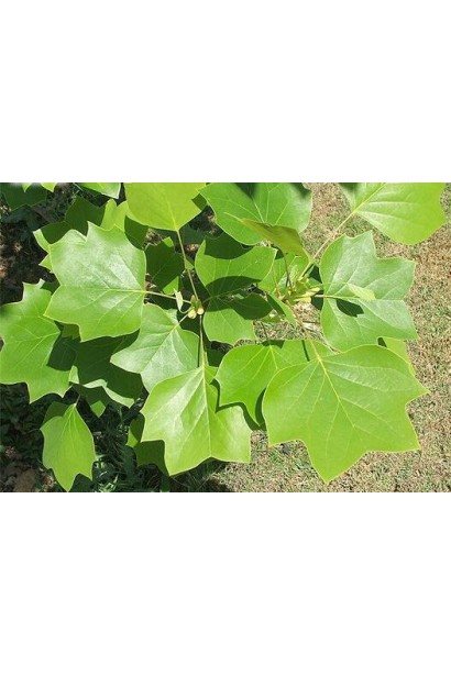 Листя тюльпанового дерева Ліріодендрон