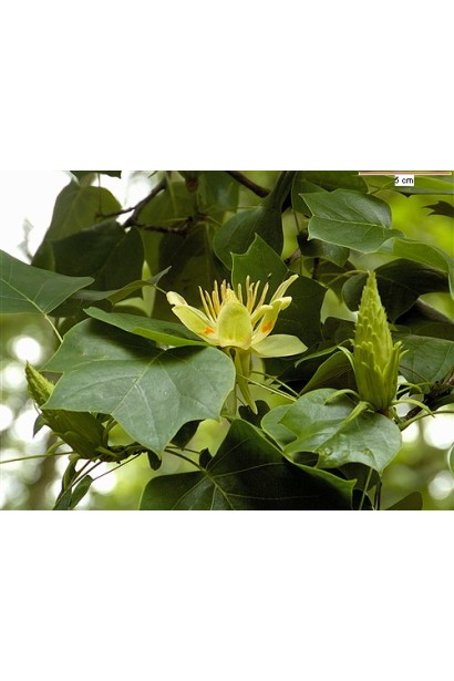 Листя тюльпанового дерева Ліріодендрон