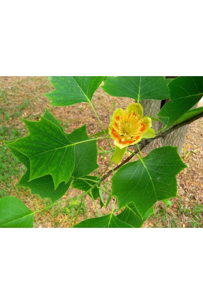 Liriodendron tulipifera