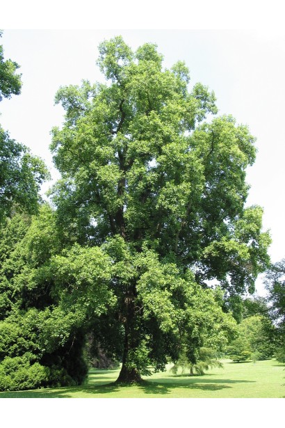 Ліріодендрон тюльпанове дерево з великою пірамідальною кроною.