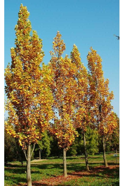 Листя тюльпанового дерева Ліріодендрон з характерною формою.