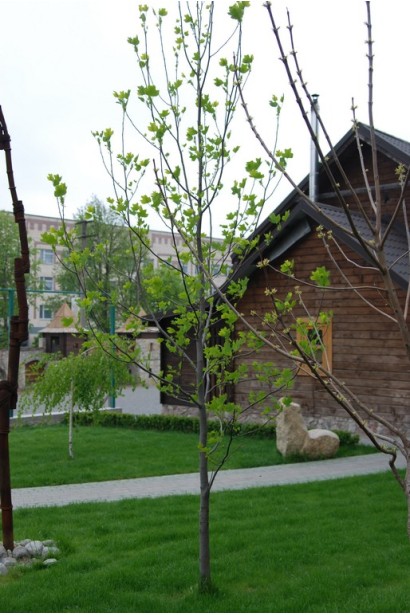 Liriodendron tulipifera