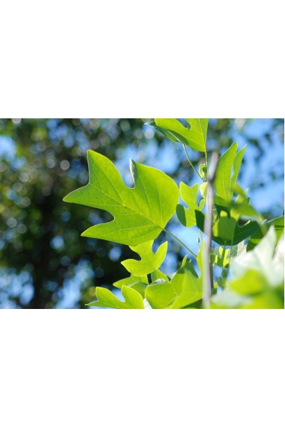 Тюльпанове дерево з чудовими зеленими листками влітку.