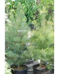 Сосна Веймутова | Pinus strobus | Сосна Веймутова