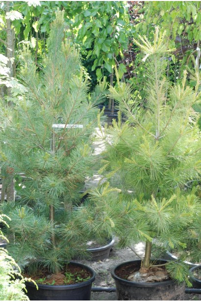 Сосна Веймутова | Pinus strobus | Сосна Веймутова