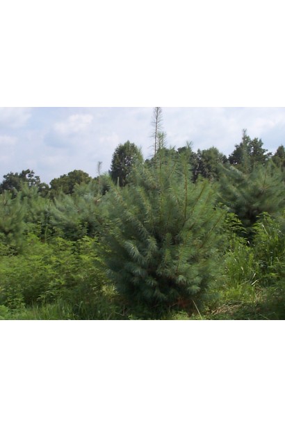 Сосна Веймутова – декоративный упор для сада или паркового ансамбля.