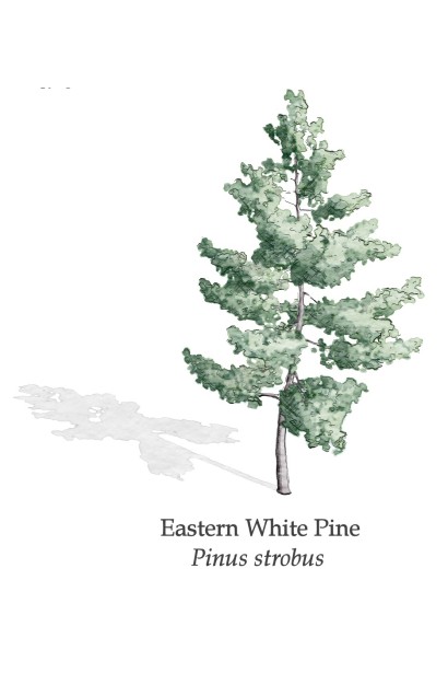 Pinus strobus 