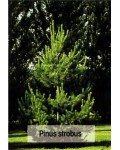 Сосна Веймутова | Pinus strobus | Сосна Веймутова