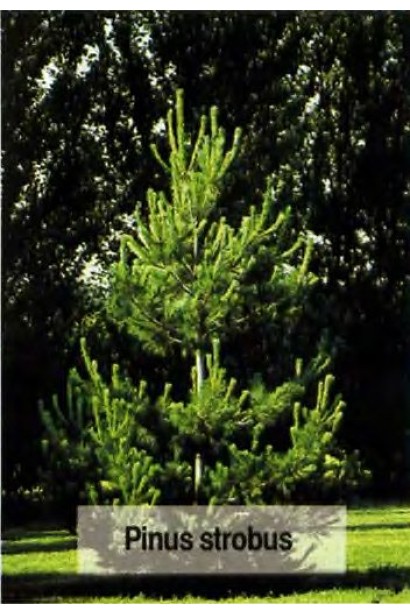 Pinus strobus – хвойное дерево с длинной серебристо-зеленой хвоей.
