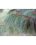 Сосна гималайская / Гриффита | Сосна гімілайська / Гріффіта | Pinus wallichiana / griffithii