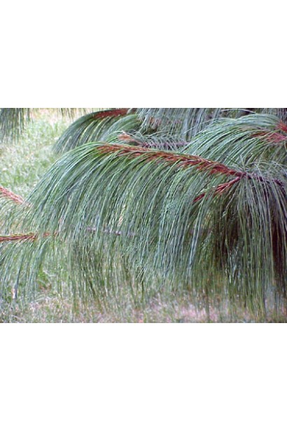 Сосна Гріффіта – невибаглива рослина з ефектною довгою хвоєю.