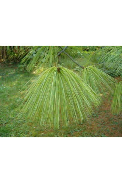 Pinus wallichiana – сосна з розлогою кроною і тонкими звисаючими гілками.