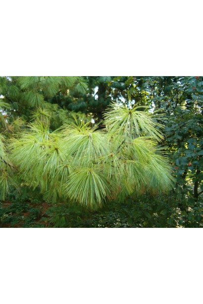 Сосна гімілайська / Гріффіта хвоя