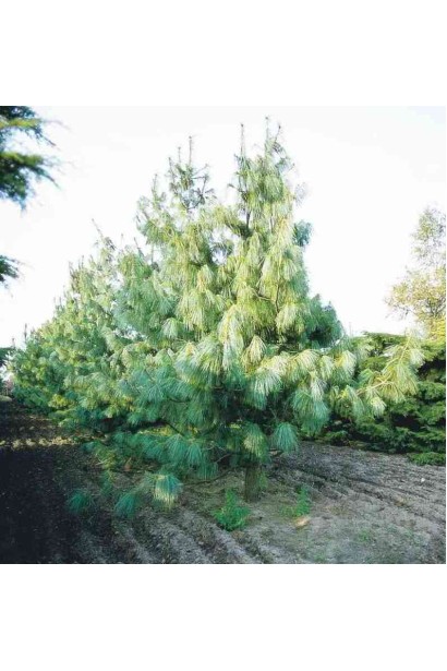 Сосна Гріффіта – декоративна хвойна рослина для великих садів.