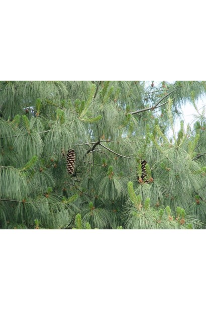 Сосна гімілайська / Гріффіта