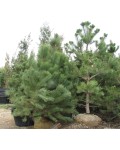 Сосна гімалайська / Гріффіта | Сосна гималайская / Гриффита | Pinus wallichiana / griffithii