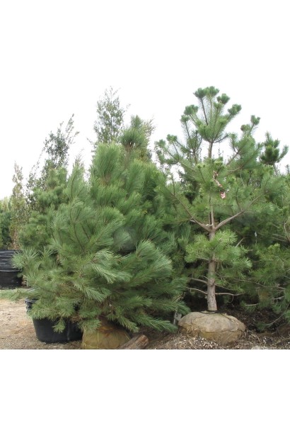 Pinus wallichiana / griffithii 