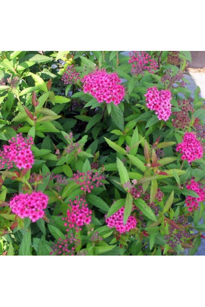 Літнє цвітіння спіреї Ентоні Ватерер у саду.