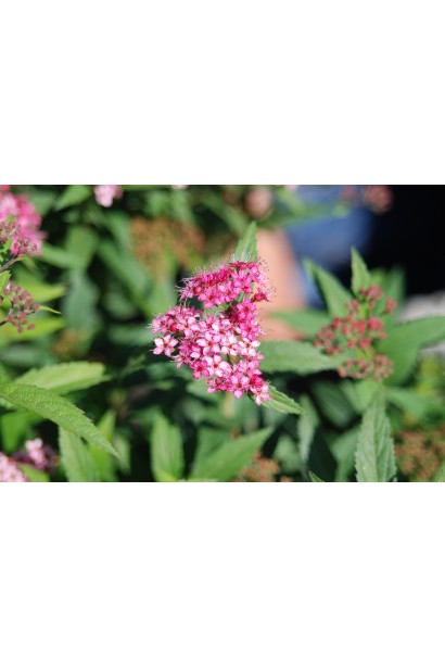 Спірея японська Ентоні Ватерер