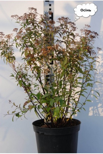 Спірея японська Ентоні Ватерер восени