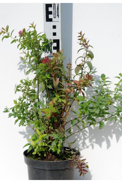 Спірея японська Ентоні Ватерер - 3л/вис.40см/Ø20-30см