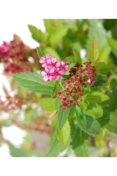 Spiraea japonica / bumalda Anthony Waterer